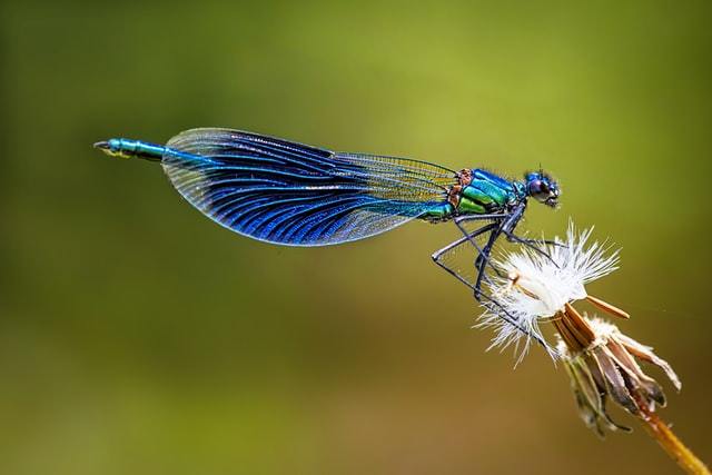 Dragonfly Inspired Handcrafted Leather Travelers Notebooks and Journal Covers
